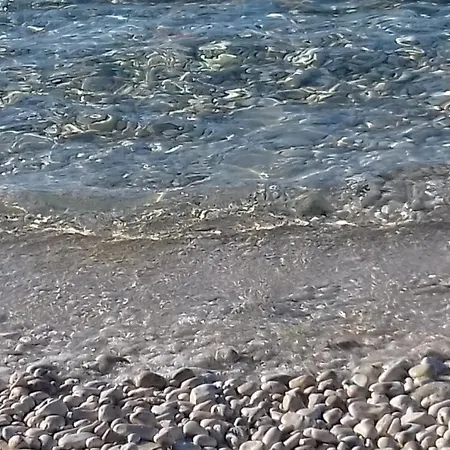 Casula Mediterranea *