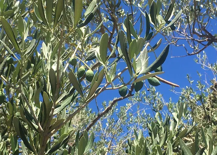 Casula Mediterranea Casa de Férias